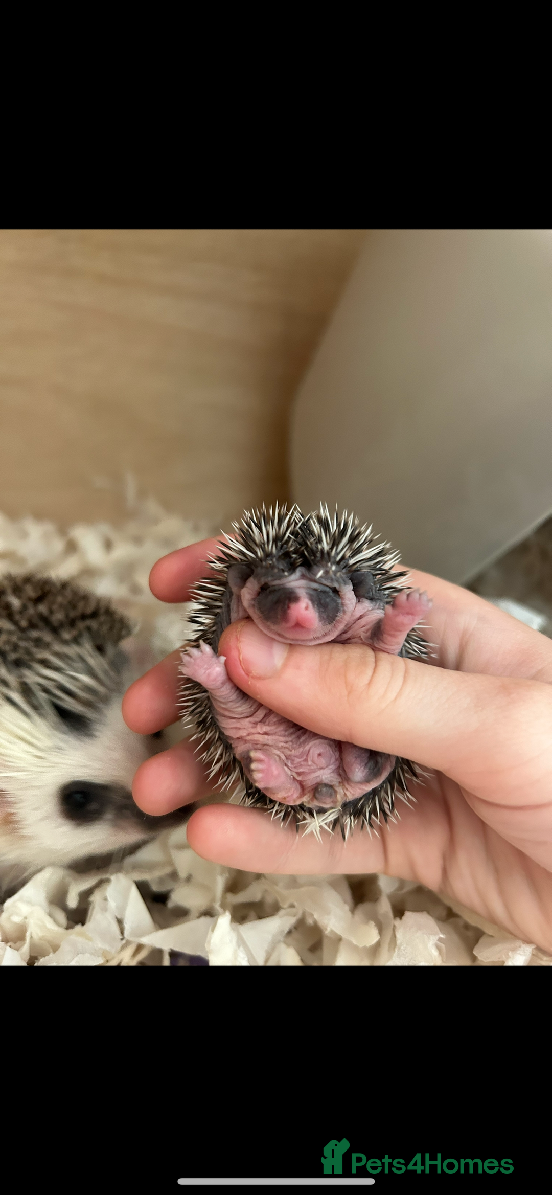 Pygmy Hedgehog rodents for sale: Gorgeous APH blaze hoglet - Image 1
