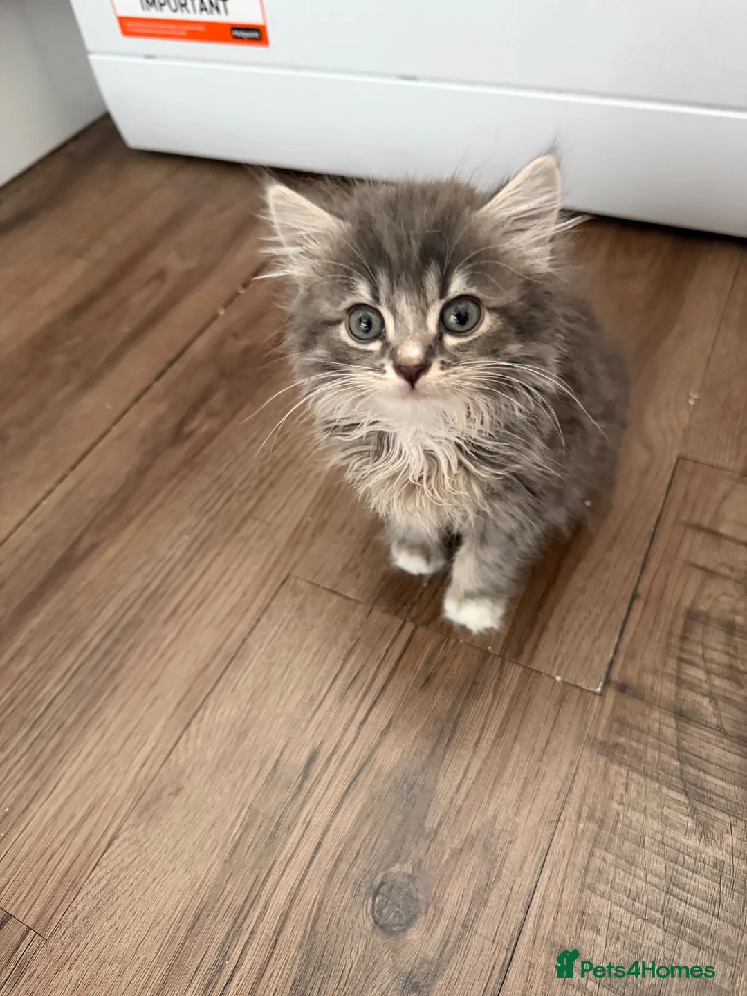 Mixed Breed cats for sale: Maincoon mix in Bognor Regis - Advert 2