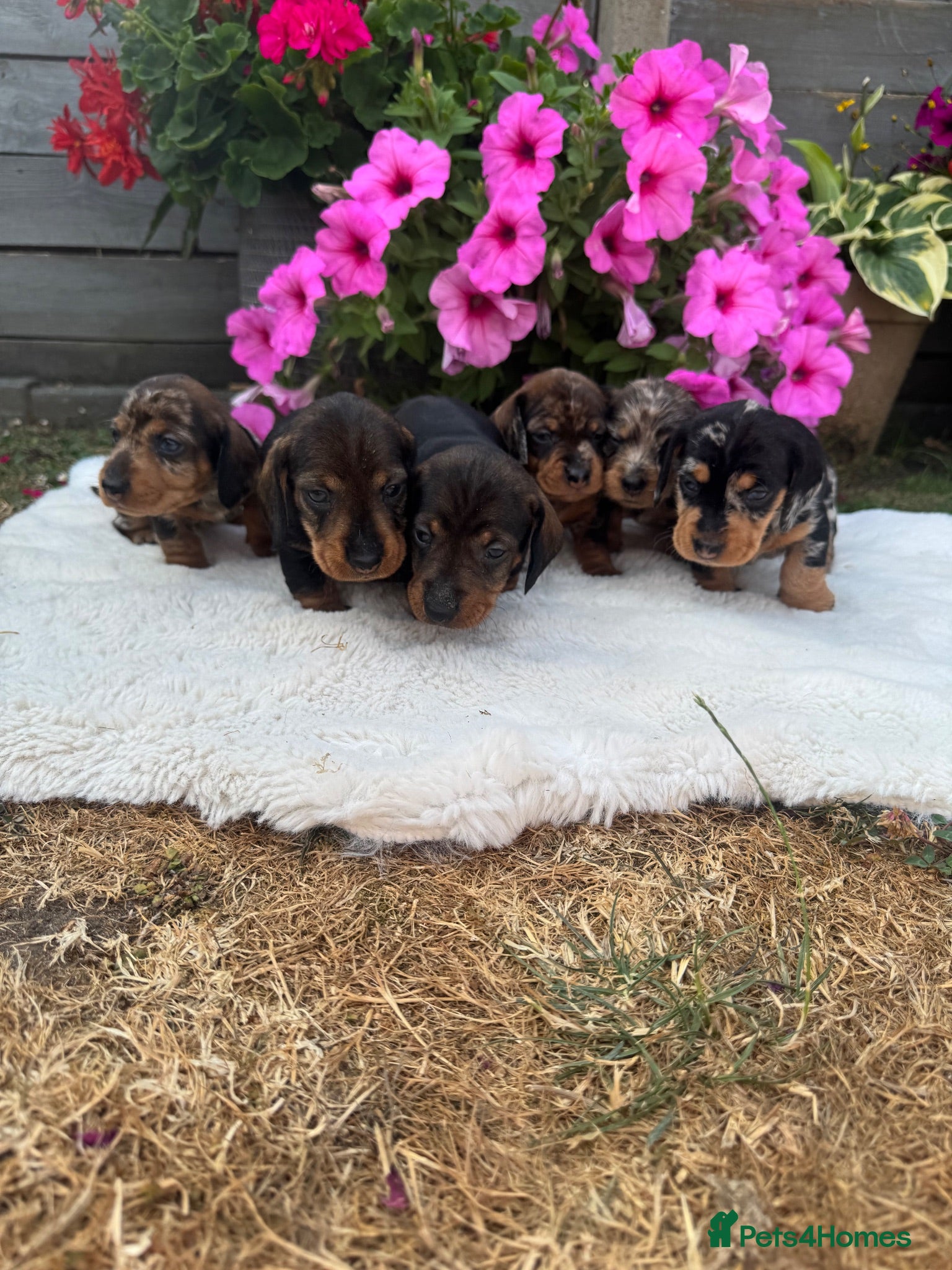 Dachshund dogs Standard wire haired dapple dachshund  - Advert 8