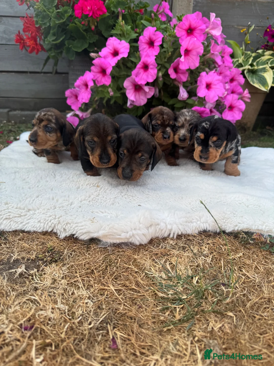 Dachshund dogs for sale: Standard wire haired dapple dachshund  in Worcester - Advert 1