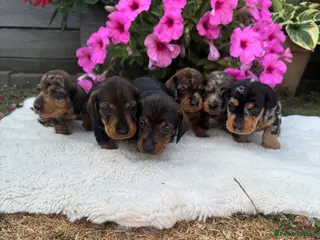 Dachshund dogs Standard wire haired dapple dachshund - Advert 1