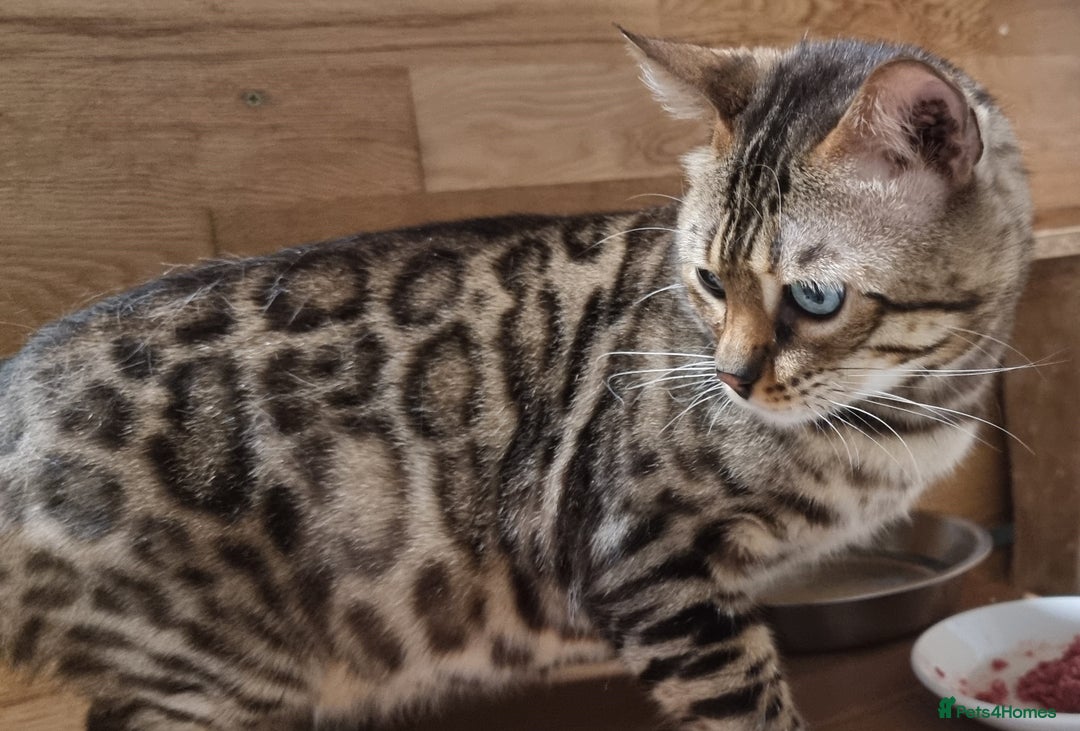 Bengal cats for sale: TICA Registered Bengal Kittens–Ready End Nov 25 - Image 21