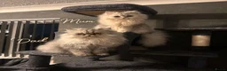 Persian cats for sale: Chinchilla Persian Kittens in Swindon - Advert 3