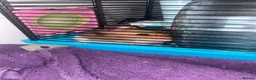 Hamster rodents for sale: Syrian in Birmingham - Advert 6