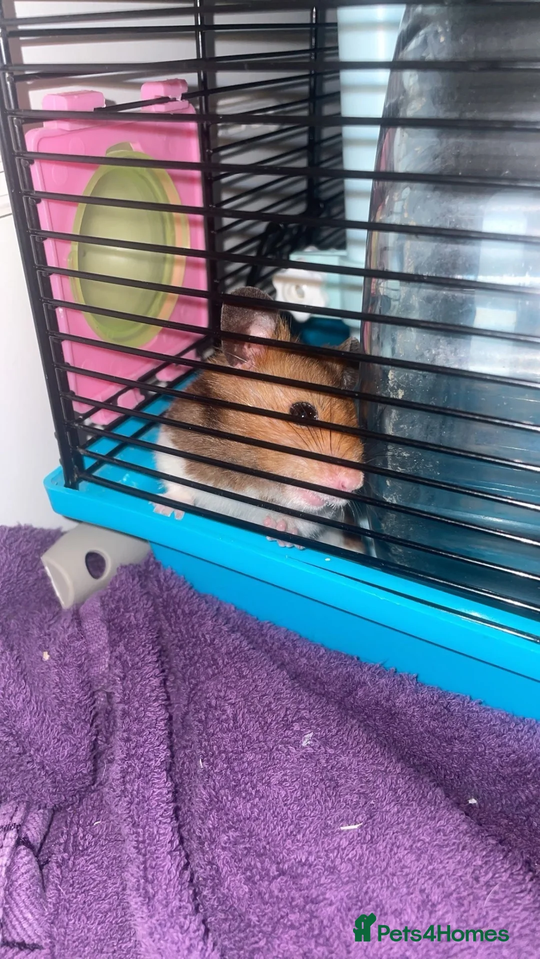 Hamster rodents for sale: Syrian in Birmingham - Advert 6