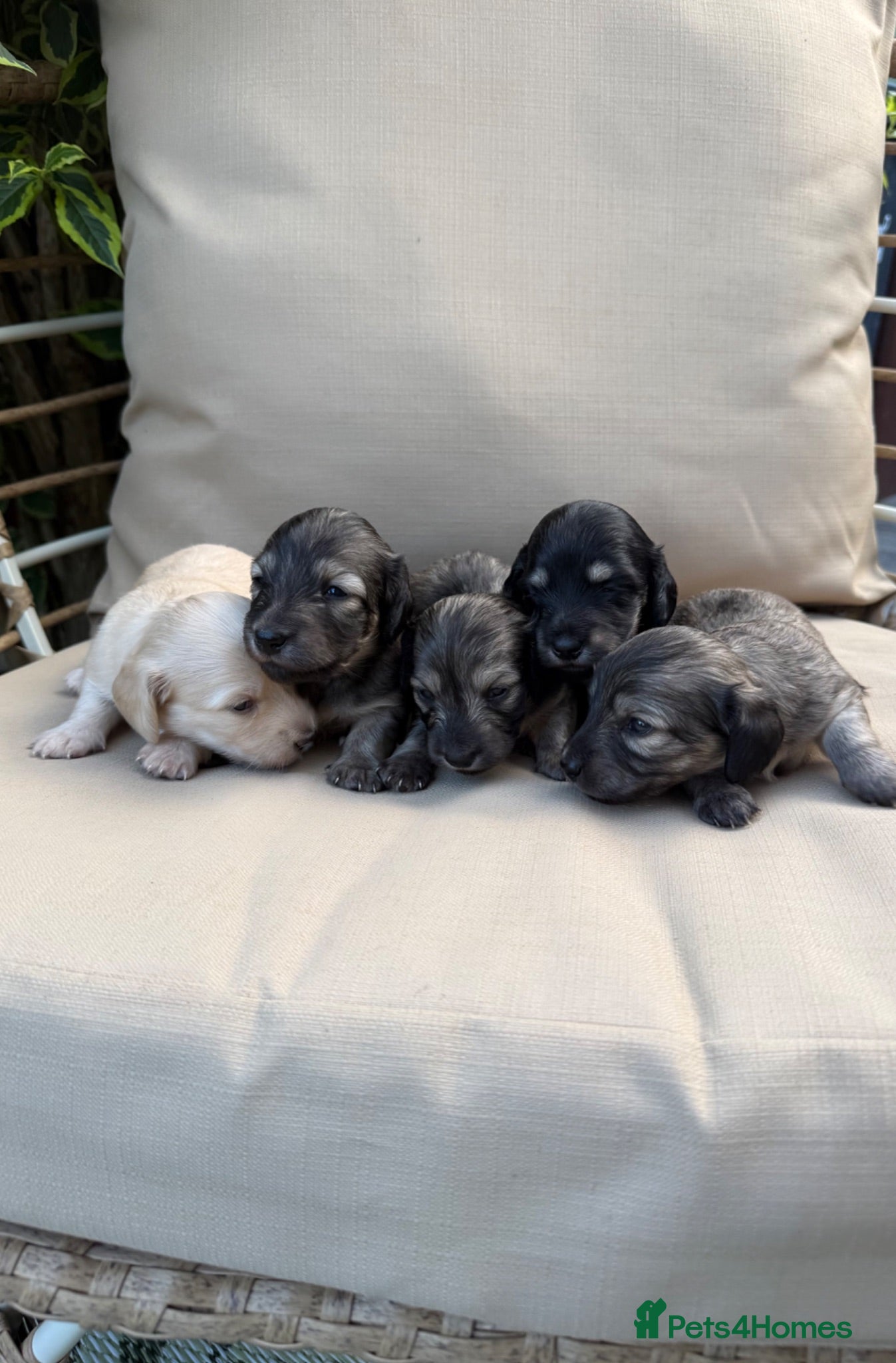 Dachshund dogs Long Haired Miniature Dachshund Puppies KC ✅ - Advert 1