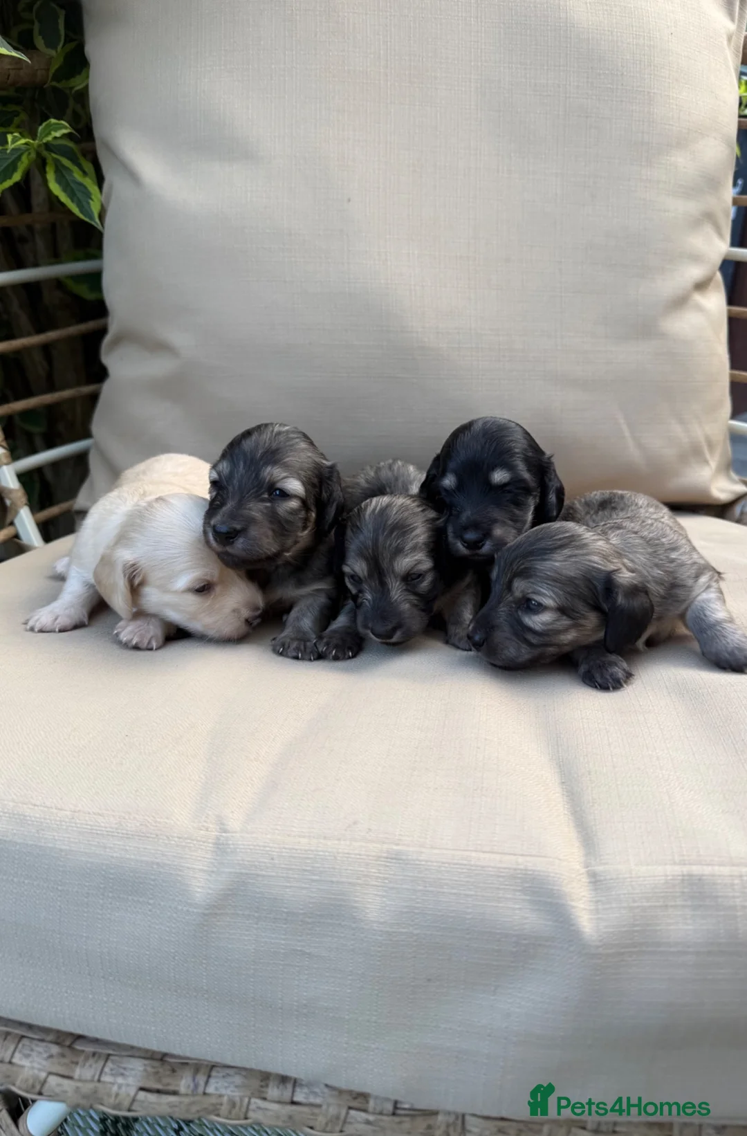 Dachshund dogs for sale: Long Haired Miniature Dachshund Puppies KC ✅ in Warrington - Advert 1