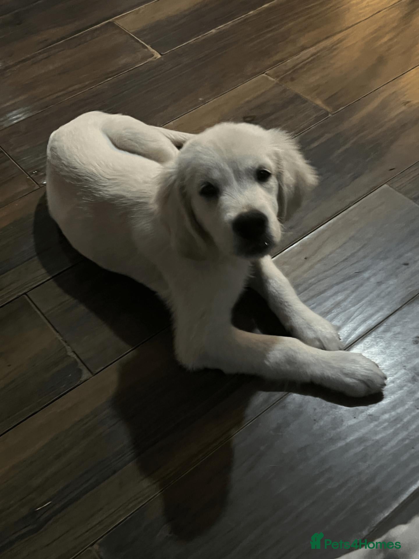 Golden Retriever dogs for sale: Golden retriever puppy ready for a new home - Advert 12