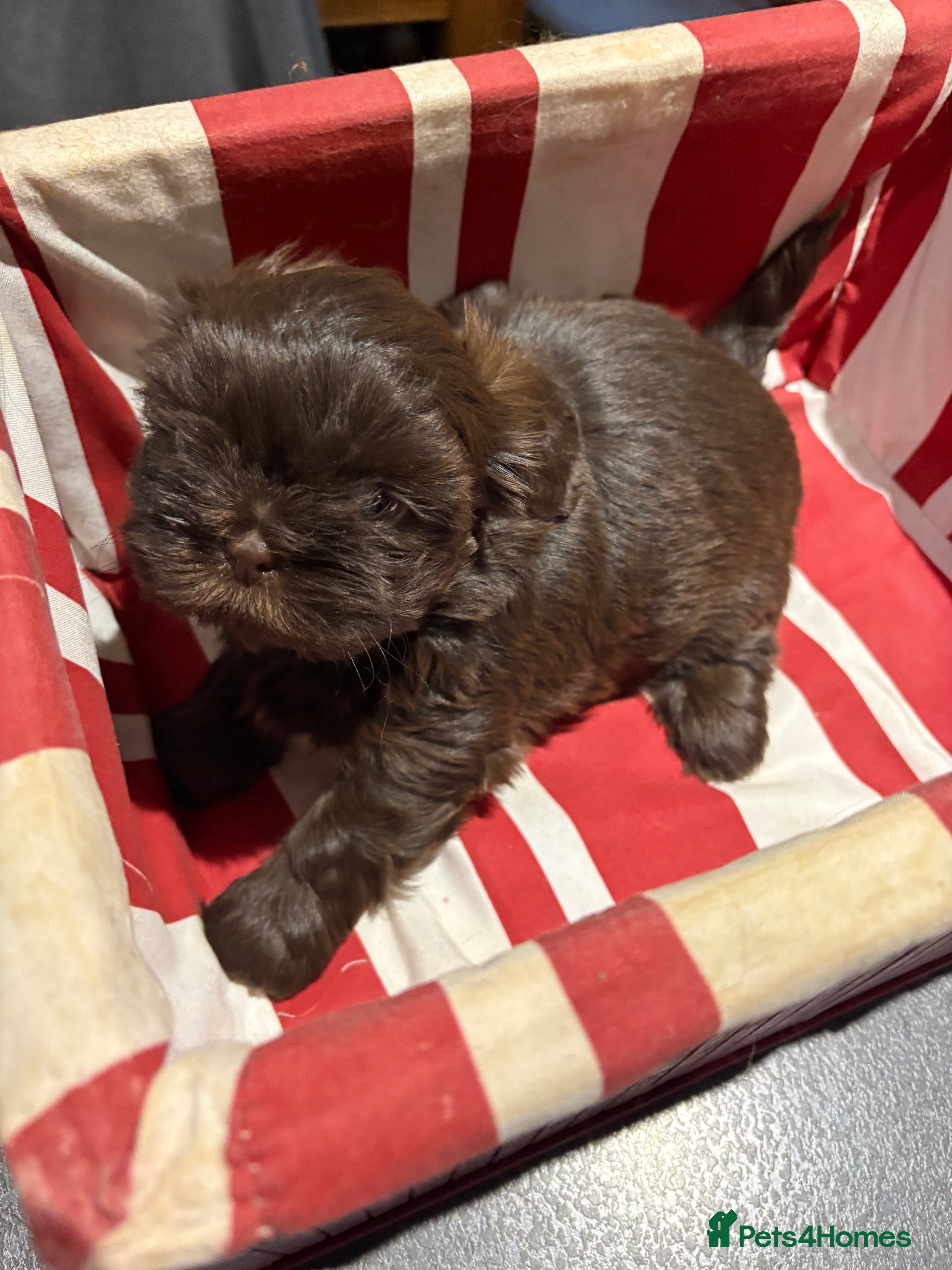 Shih Tzu dogs Karashishi shih tzu - Advert 20