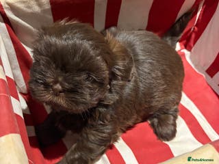 Shih Tzu dogs Karashishi shih tzu - Advert 20