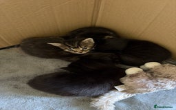 Domestic Shorthair cats for sale: Gorgeous kittens for sale - south of Edinburgh  - Image 2