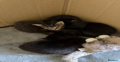 Domestic Shorthair cats - Advert 3