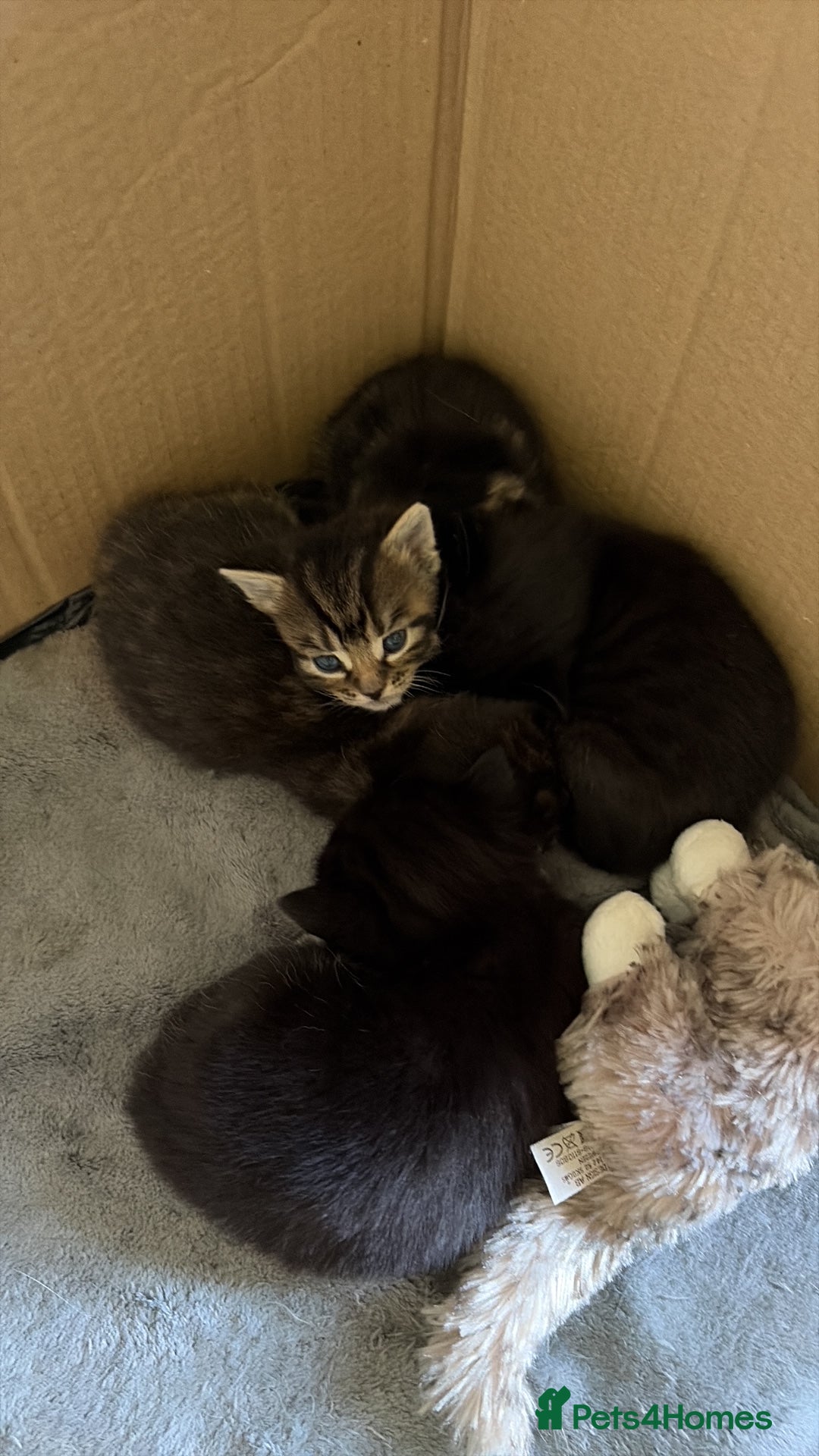 Domestic Shorthair cats for sale: Gorgeous kittens for sale - south of Edinburgh  - Image 2