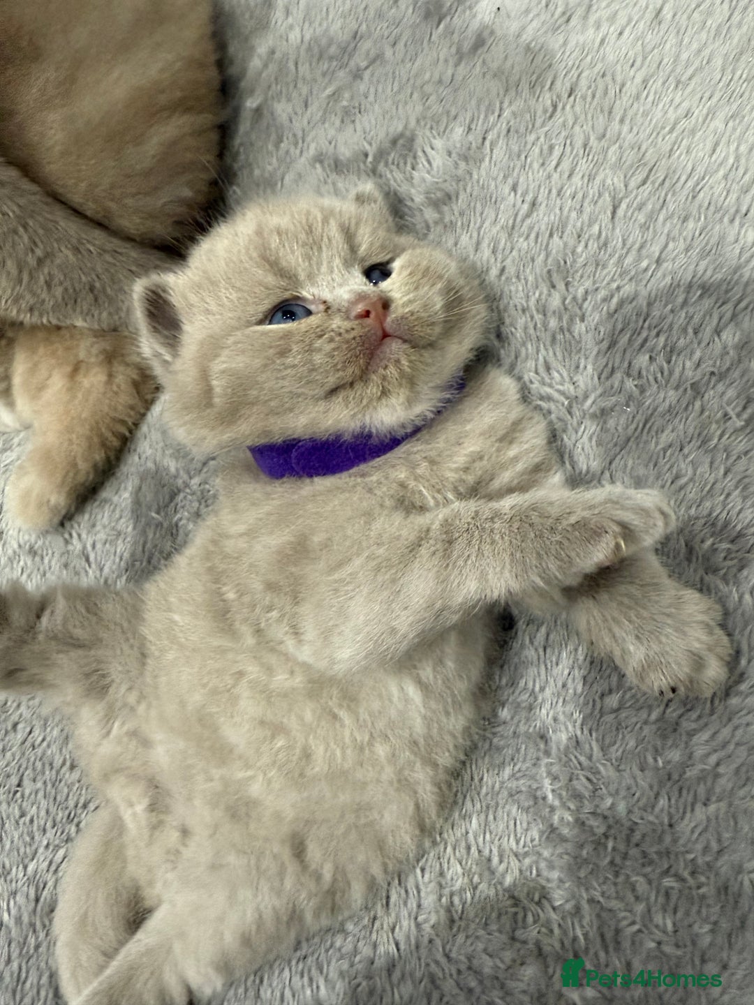 British Shorthair cats for sale: Champions bloodline British Shorthair Kittens! 🐾  - Image 9