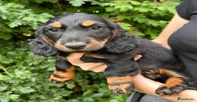 Miniature Dachshund dogs - Advert 1