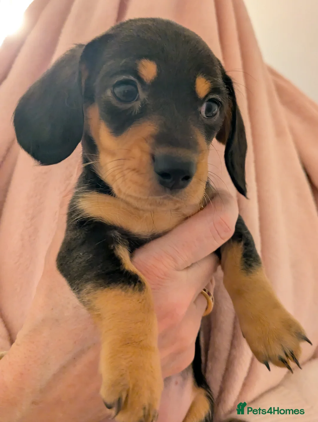 Miniature Dachshund dogs for sale: Miniature baby dachshund - Advert 7