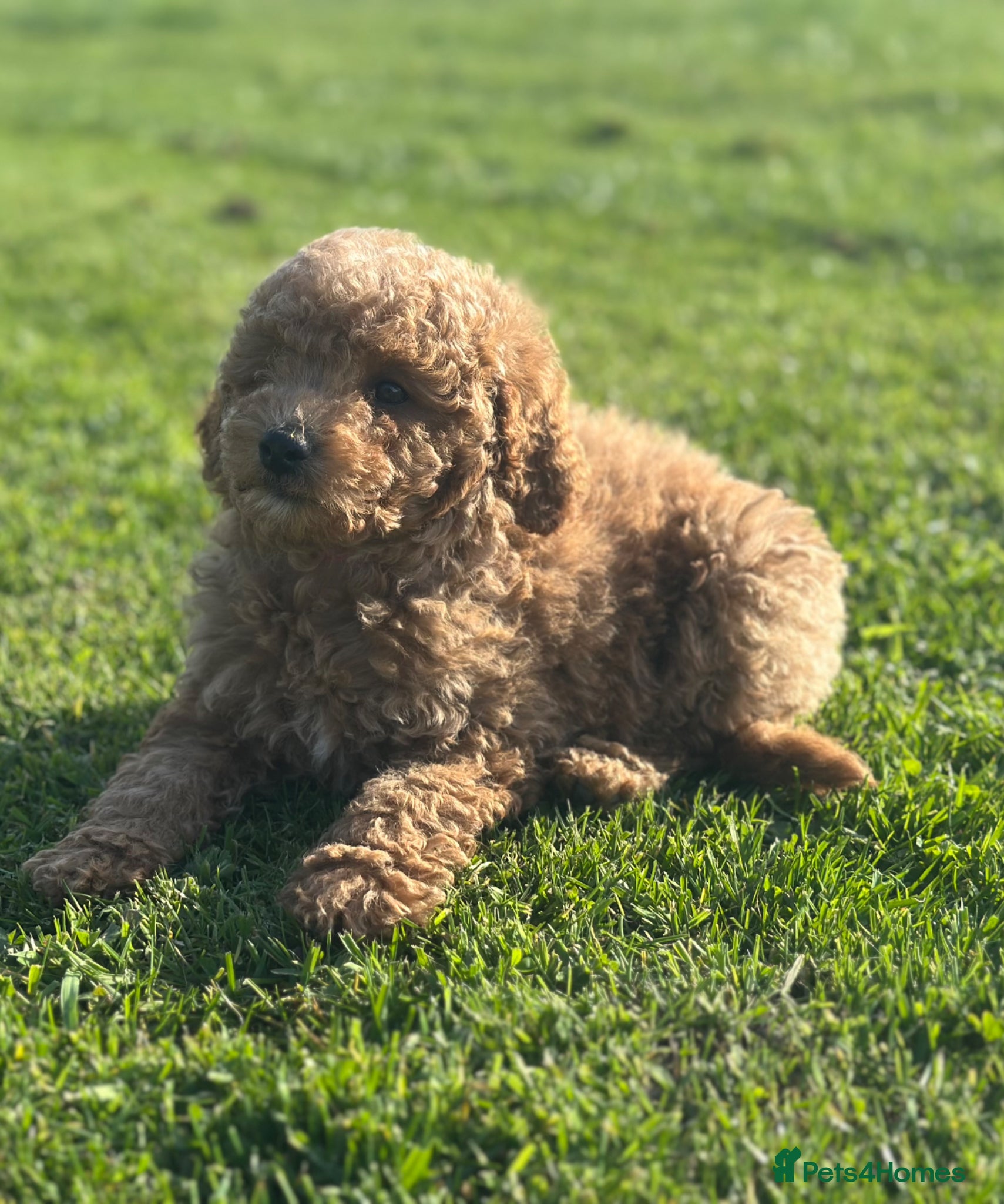 Goldendoodle dogs FOX RED F1B MINI GOLDENDOODLE GIRL READY NOW 1795 - Advert 1