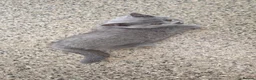 British Shorthair cats for sale: Two beautiful kittens  - Advert 6
