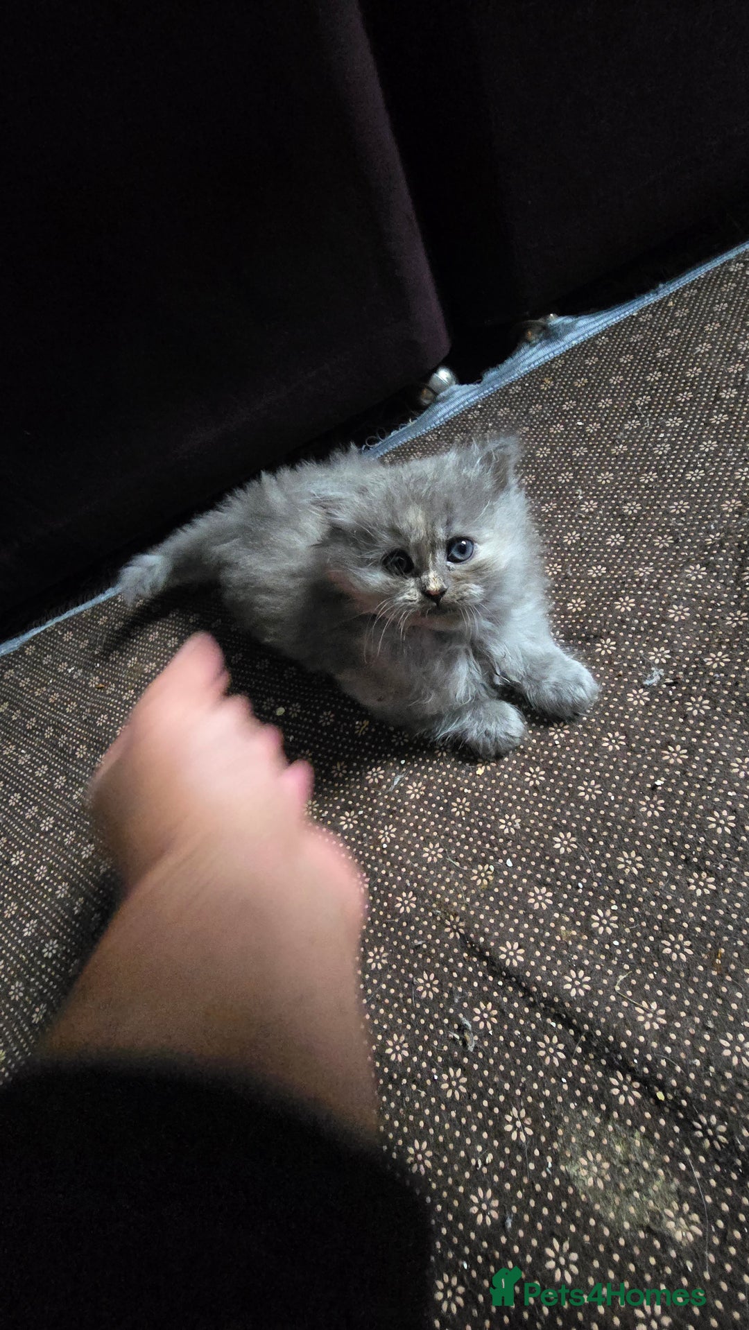 Ragdoll cats for sale: Ragdoll Kittens For Sale - Image 22
