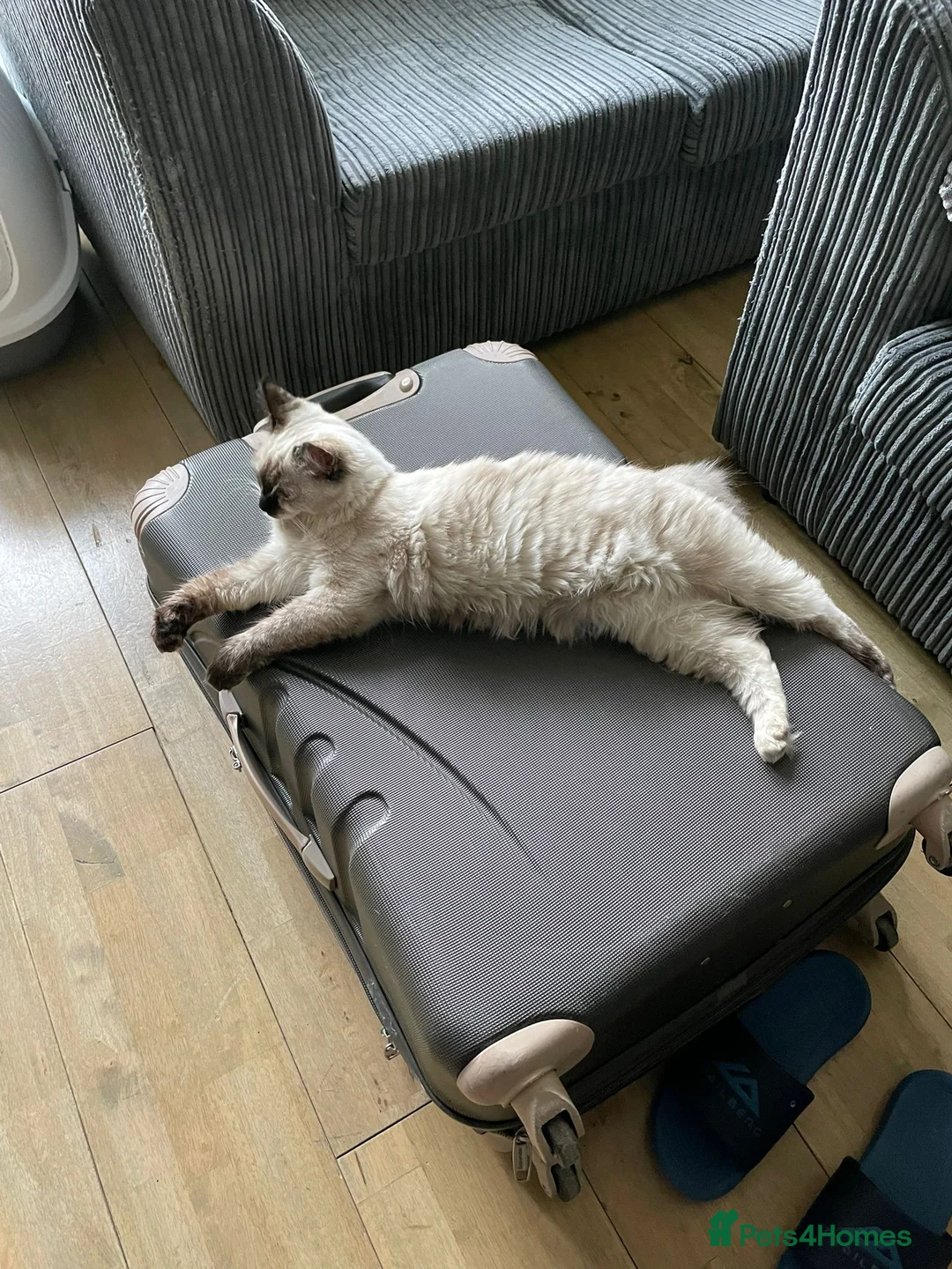 Ragdoll cats for sale: Female Ragdoll Kitten 7months  - Advert 2