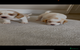 Beagle dogs for sale: Davicard/duffosee beagles - Image 13