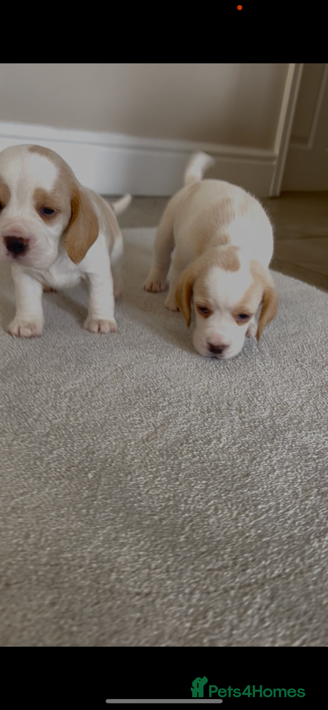 Beagle dogs for sale: Davicard/duffosee beagles - Image 13