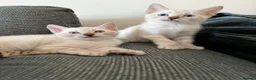 Bengal cats for sale: Brown Bengal Boy (last one) - Advert 5