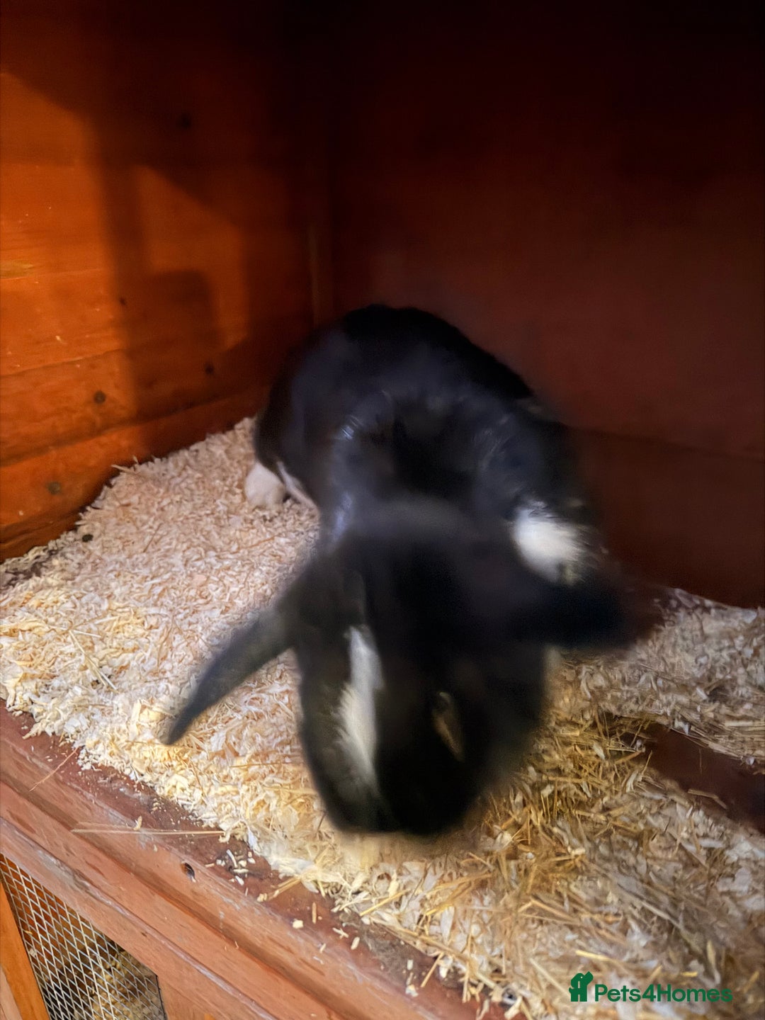 Dwarf Lop rabbits for sale: Female rabbit and hutch and accessories - Advert 2