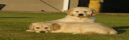 Golden Retriever dogs for sale: Golden Retriever Puppies in Armagh - Advert 3