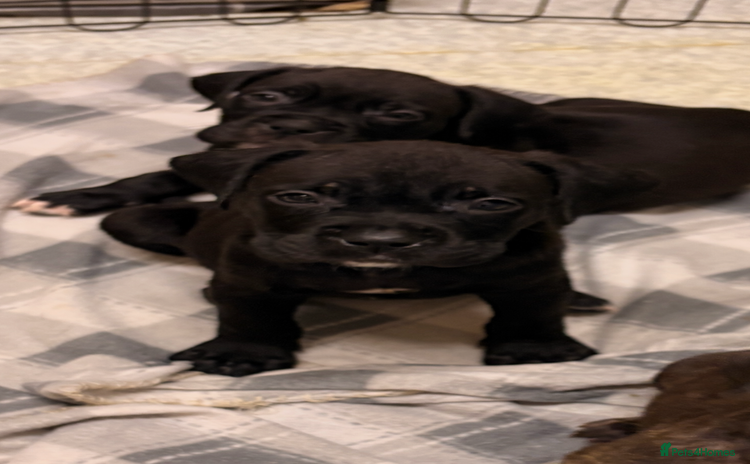 Cane Corso dogs - Advert 1