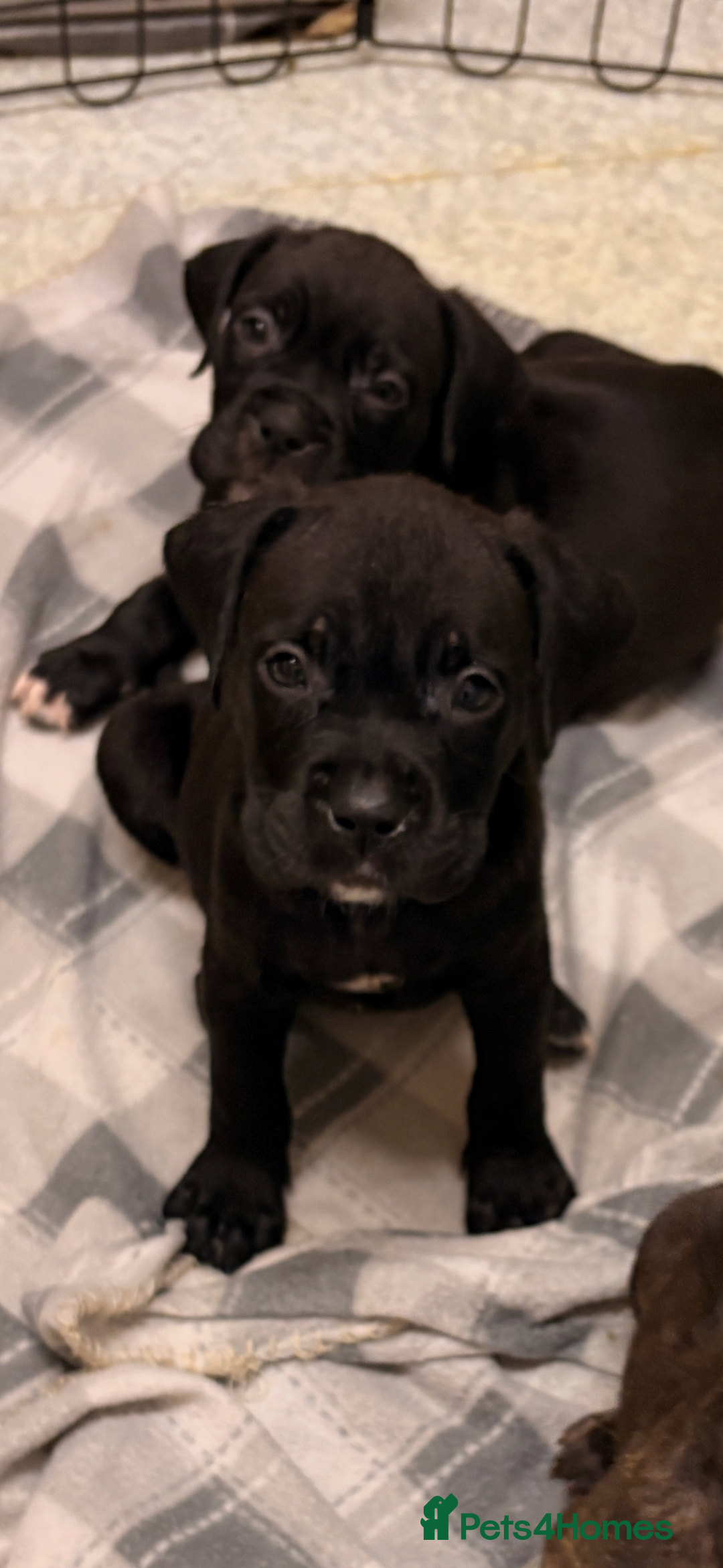 Cane Corso dogs for sale: Puppies ready now  - Image 1