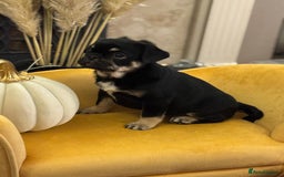 Frug dogs for sale: Frug Puppy **1 left** - Advert 11