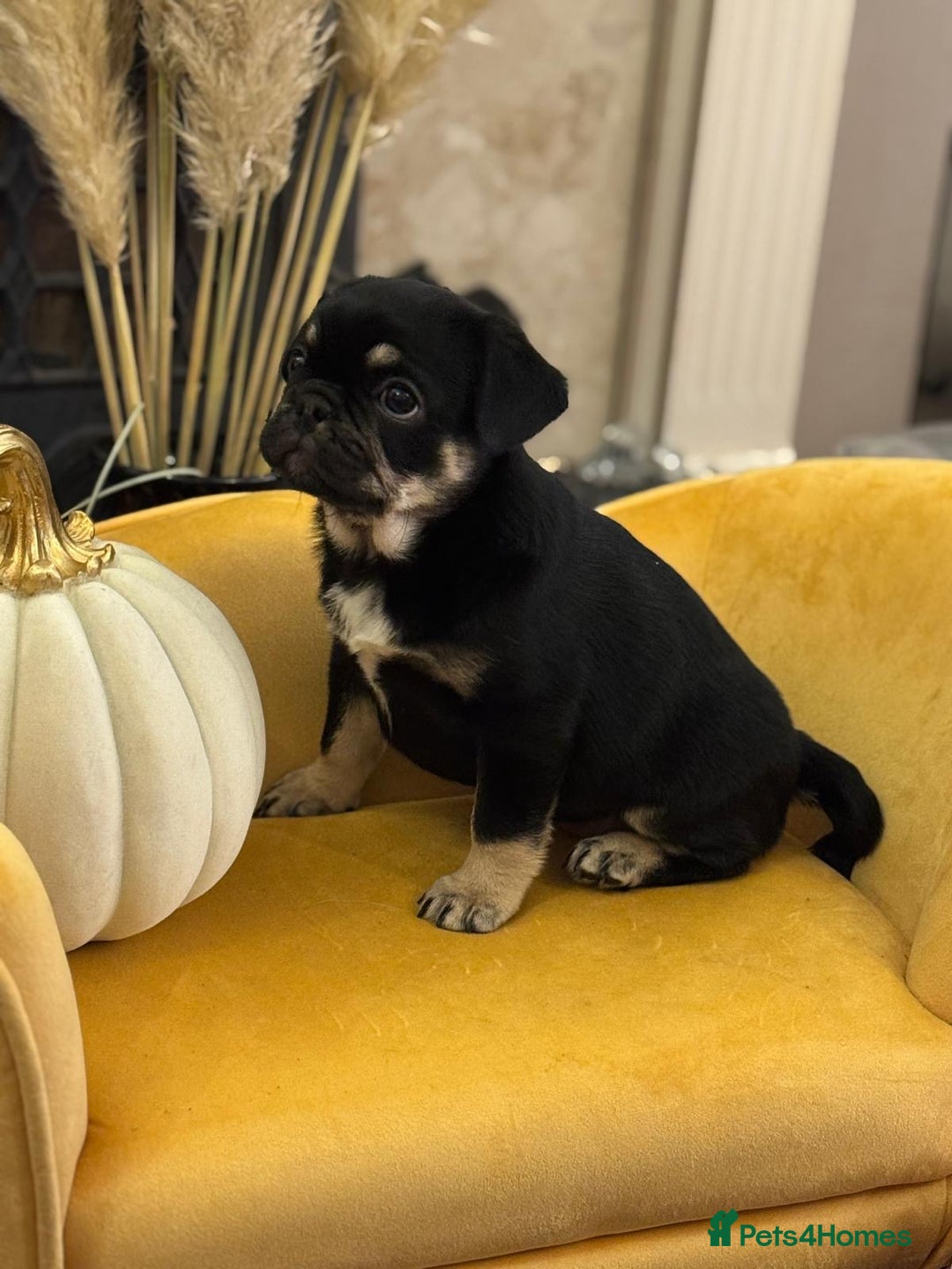 Frug dogs for sale: Frug Puppy **1 left** - Advert 11
