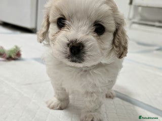 Mixed Breed dogs Beautiful shichon cross cavachon - Advert 5