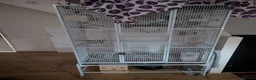 Cockatiels birds for sale: Bonded Cockatiels (Ozzy & Eva) + Complete Setup 🏡 - Advert 9
