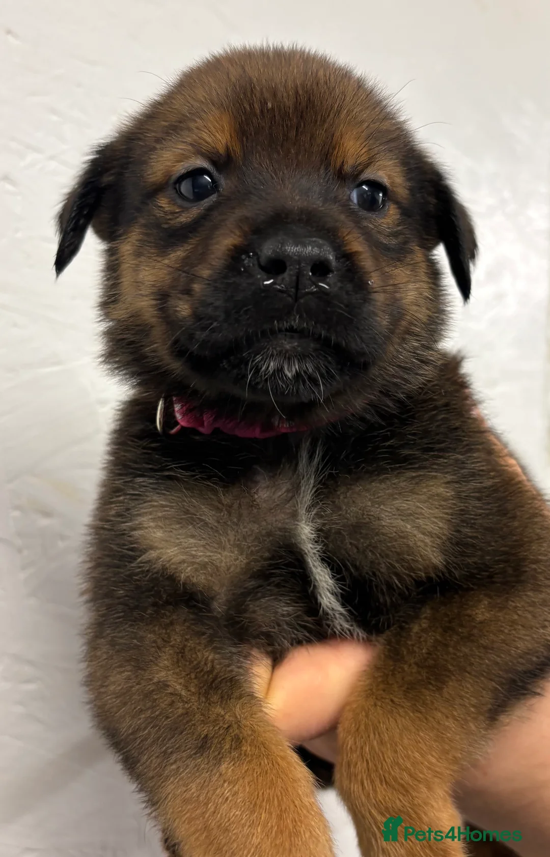 Mixed Breed dogs for sale: Rottweiler x malinois - Advert 29