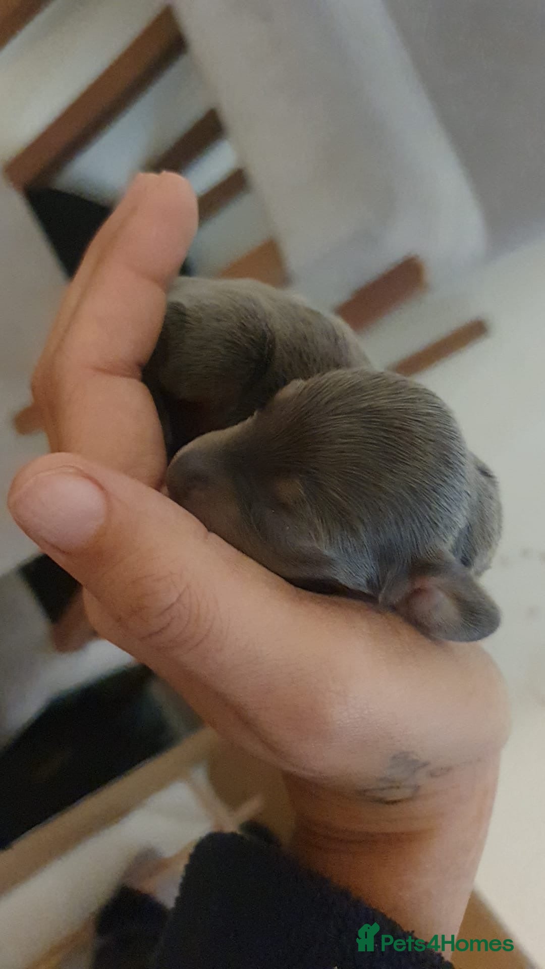 Miniature Dachshund dogs for sale: 3 handsome miniature dachshund boys! - Image 9