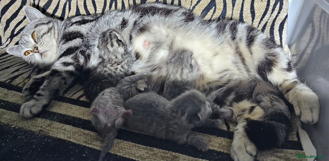 British Shorthair cats for sale: Beautiful silver tabby british shorthair kittens  - Image 12