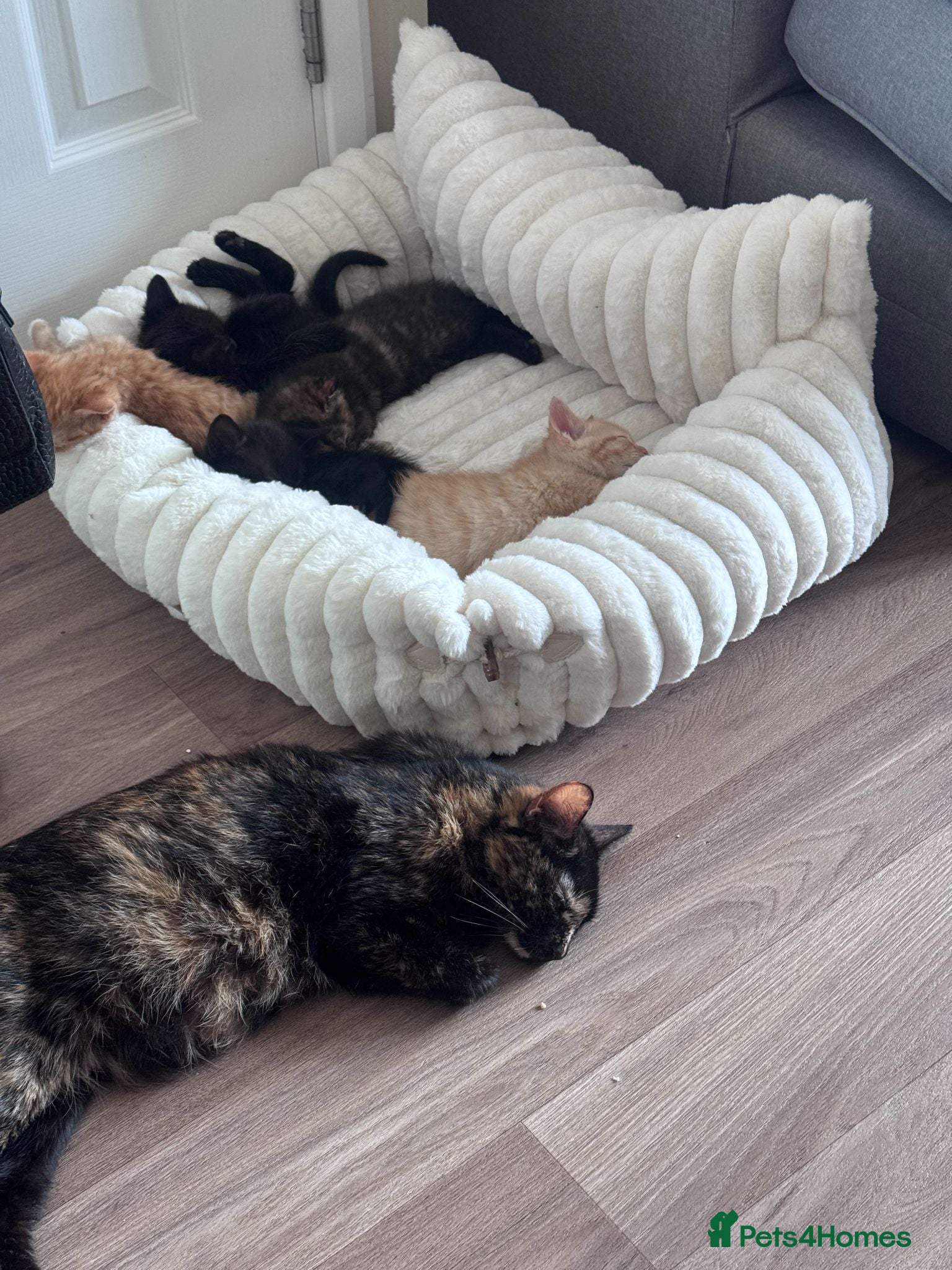 Mixed Breed cats Beautiful 12‑Week‑Old Kittens Ready for Homes - Advert 3