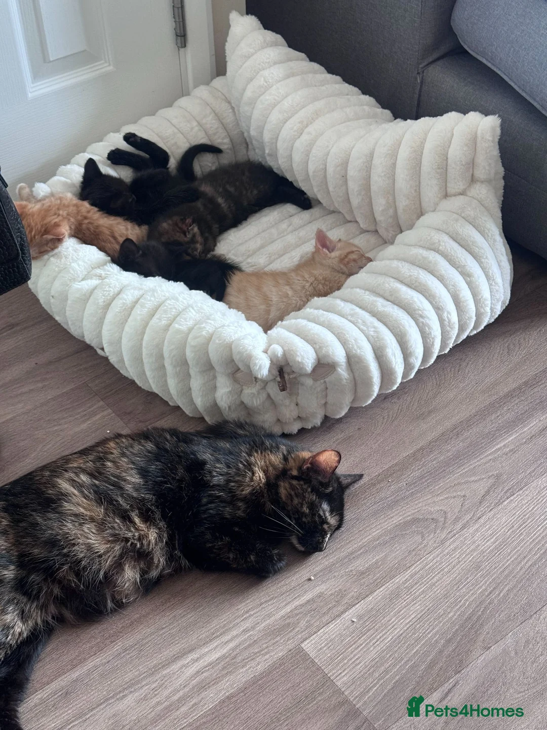 Mixed Breed cats for sale: Beautiful 12‑Week‑Old Kittens Ready for Homes - Advert 1