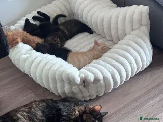 Mixed Breed cats Beautiful 12‑Week‑Old Kittens Ready for Homes - Advert 5