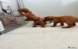 Hungarian Vizsla dogs for sale: Amazing Hungarian vizsla puppies - Image 17