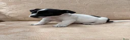 Jack Russell dogs for sale: Old fashioned pocket Jack Russell  in Gillingham - Advert 5