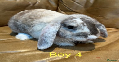 Mini Lop rabbits - Advert 9