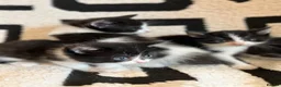 Mixed Breed cats for sale: Kittens  - Advert 19