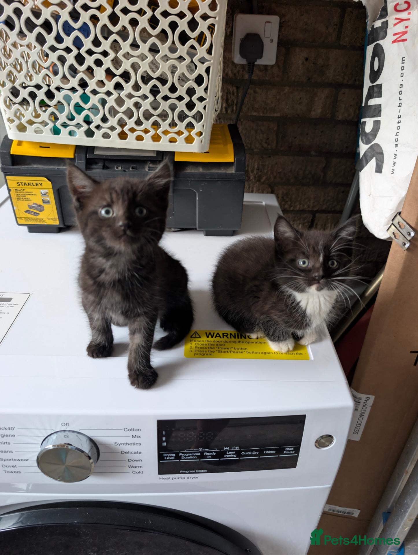 Mixed Breed cats 2 Maine coon X kittens for sale.. - Advert 2