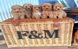 Mixed Breed dogs for sale: STUNNING F1 toy cairn-oodle pups TINY & rare  - Image 6