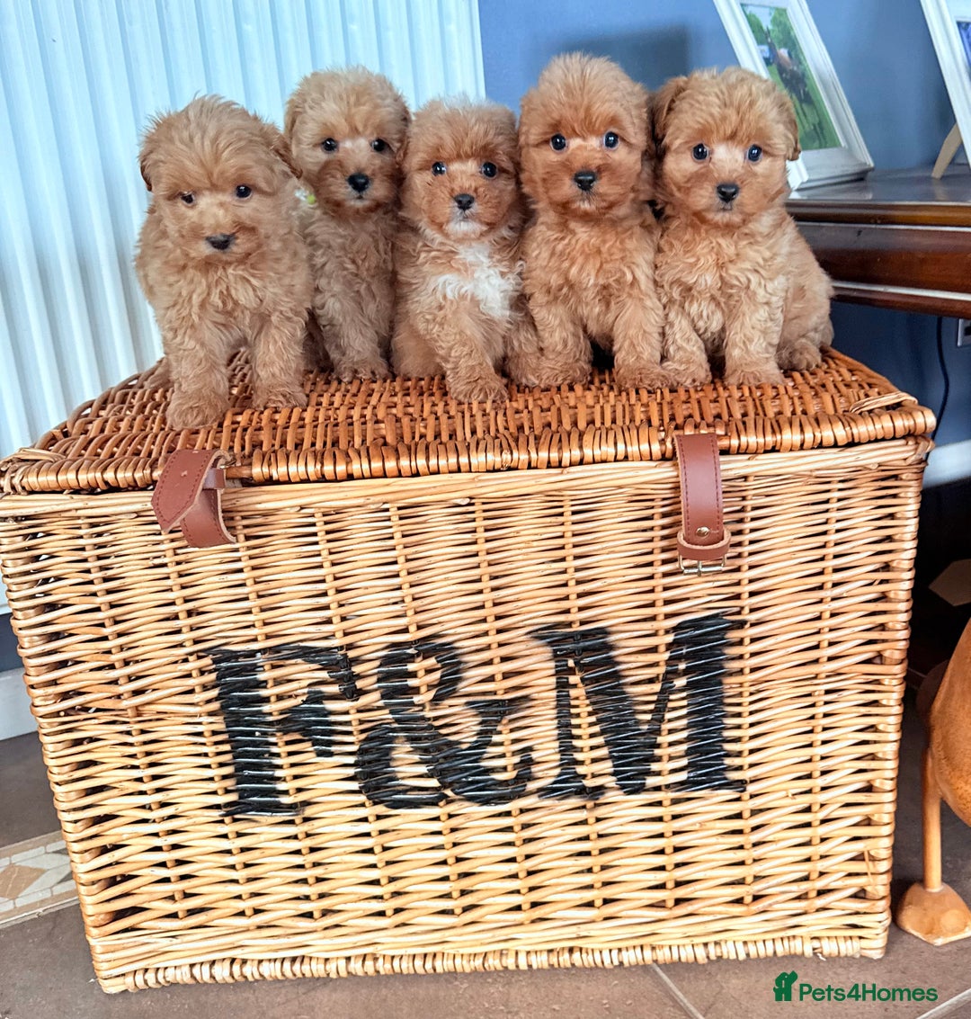 Mixed Breed dogs for sale: STUNNING F1 toy cairn-oodle pups TINY & rare  - Image 6