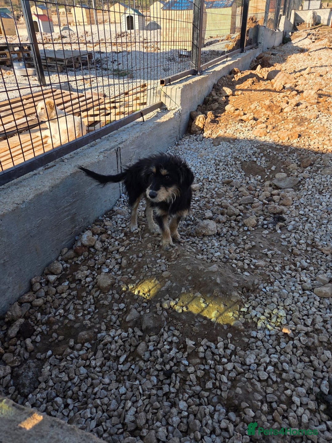 Mixed Breed dogs for adoption: Terrier Mix, 1 year Old Leyla is Ready for Adopt - Advert 5