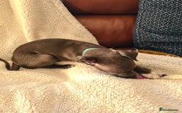 Italian Greyhound dogs for sale: Beautiful italian greyhound  - Image 5